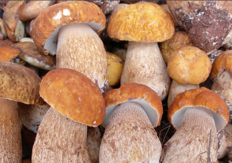 2017云南野生菌少量上市,見(jiàn)手青最高450元/公斤