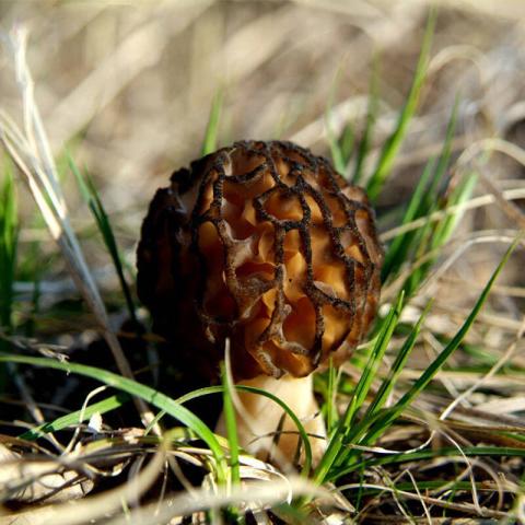 村里一種野生菌，現在逐步減少，一斤600多元價值很珍貴