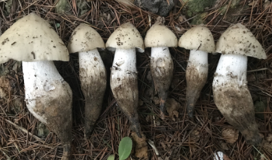 雞樅菌:我是白蟻培養的美味食用菌